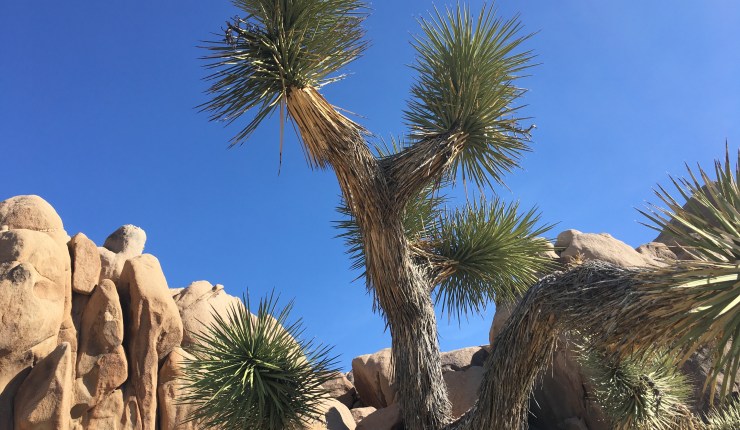 Joshua Tree National&nbsp;Park