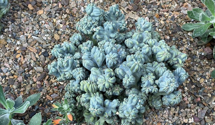 Week eight @&nbsp;BTA