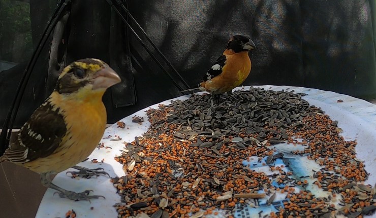 July’s Windshield View&nbsp;2022