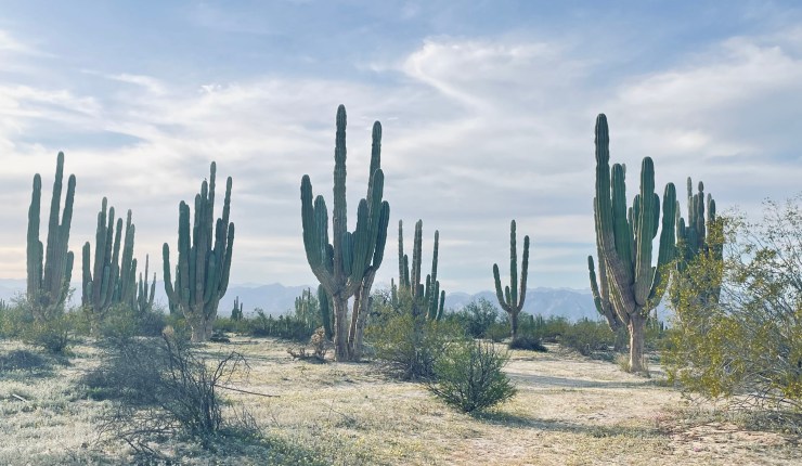 🌵 Valley of the Giants: Walking Among Ancient Cardóns in Baja California